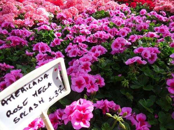 Horticulture Jenny, vous propose des géraniums zonale américana rose méga splash dans sa jardinerie près de Colmar. 
